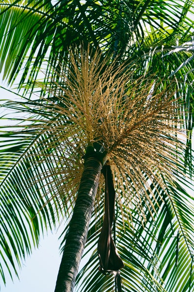 白天绿油油的棕榈树